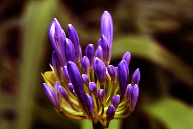 鹈鹕队在本赛季剩余的时间里关闭了锡安·威廉姆森，CJ·麦科勒姆​.